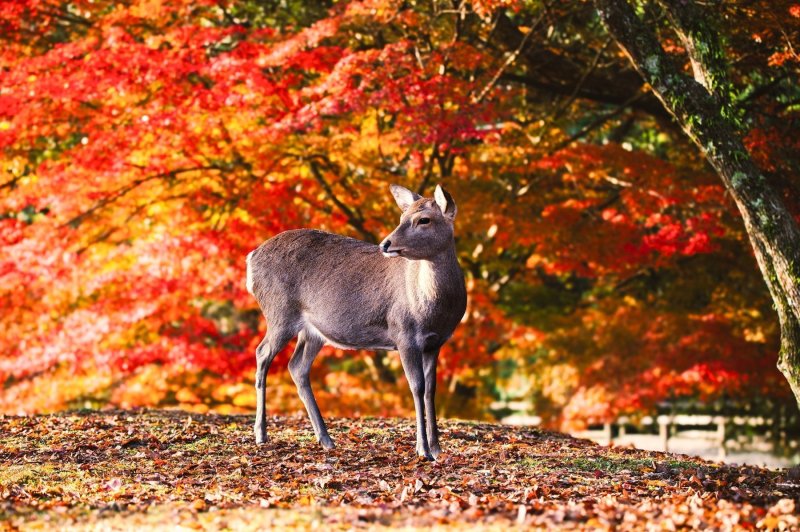 Best Of Japan Tour Package