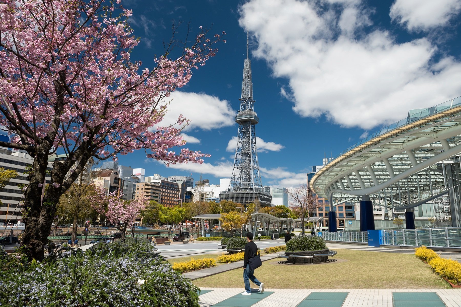 Tokyo Tower During Cherry Blossom Season