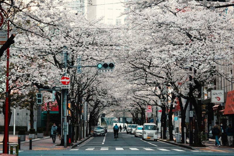 Cherry Blossoms In Kyoto