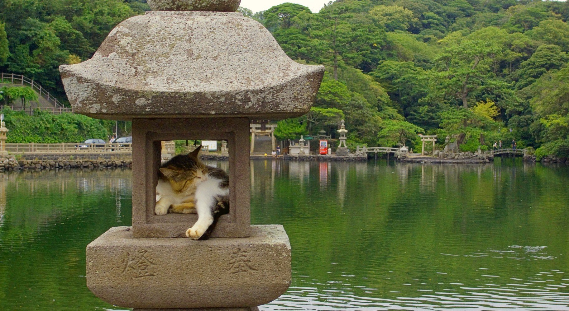 Kyoto Japan Temple With Cat Relaxing Inside Old Pillar Green Trees Reflected On The Lake