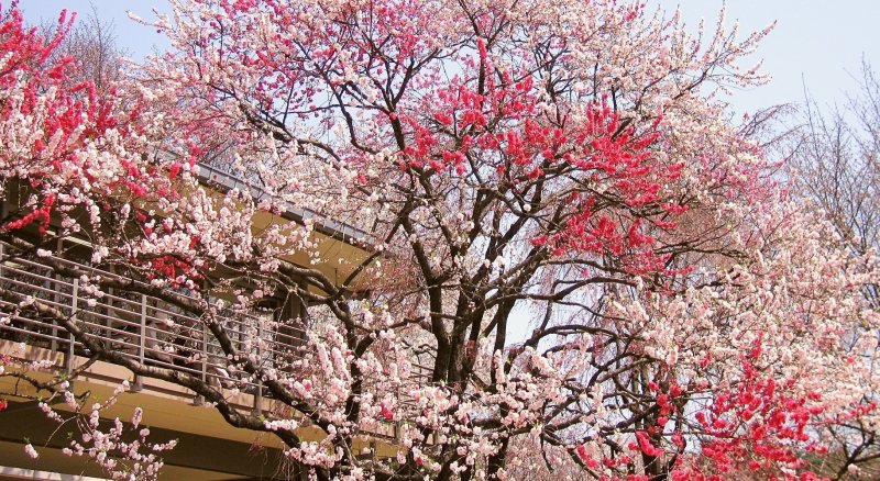 Group Of Cherry Blossom Trees, Some Light Pink Some Darker Pink, With A Traditional Japanese Temple On The Left Side Of The Image, And Blue Sky Behind