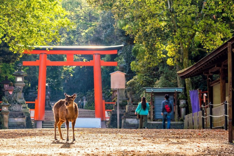 Deer In Nara In Front Of A Red Torii Gate Surrounded By Blooming Trees