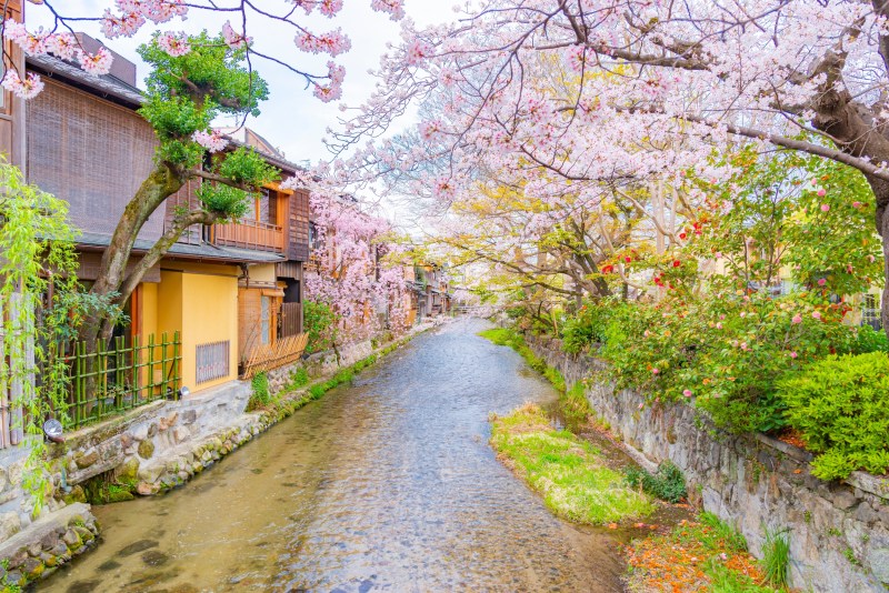 7 Day Best Of Japan Private Tour Package - Scenic View Of Wooden Houses Along Small Canal And Pink Sakura Branches In Springtime, Gion Shirakawa, Kyoto, Japan