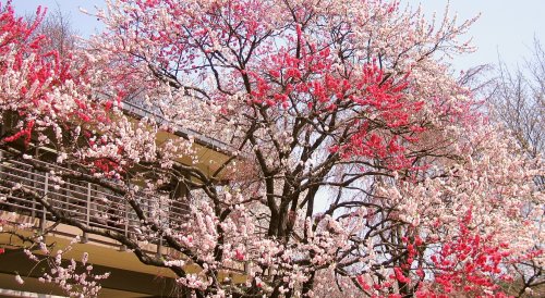 Japan Cherry Blossom Best Of Japan Tours Things To Do