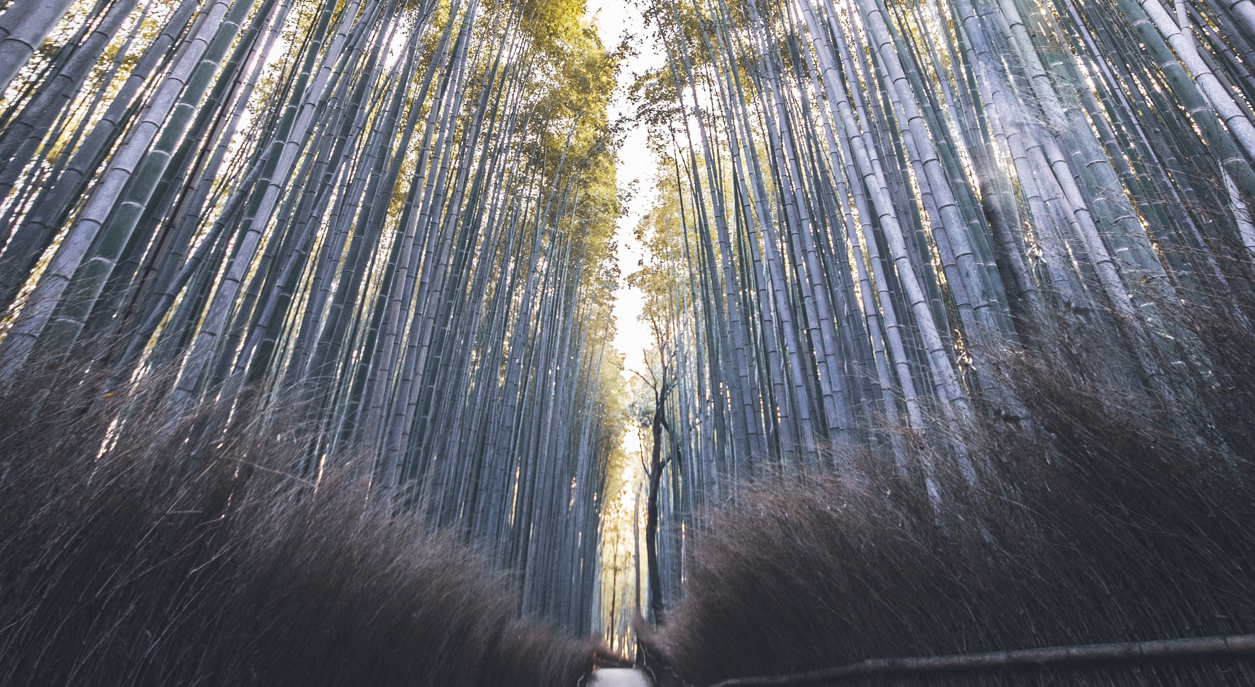 Bamboo Forrest Kyoto