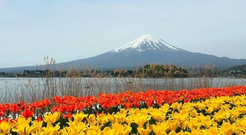 Field Of Yellow Flowers In Japan With Cloudy Blue Skies And Mount Fuji In The Distance