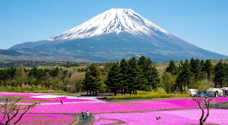 Mount Fuji And Fields Of Flowers