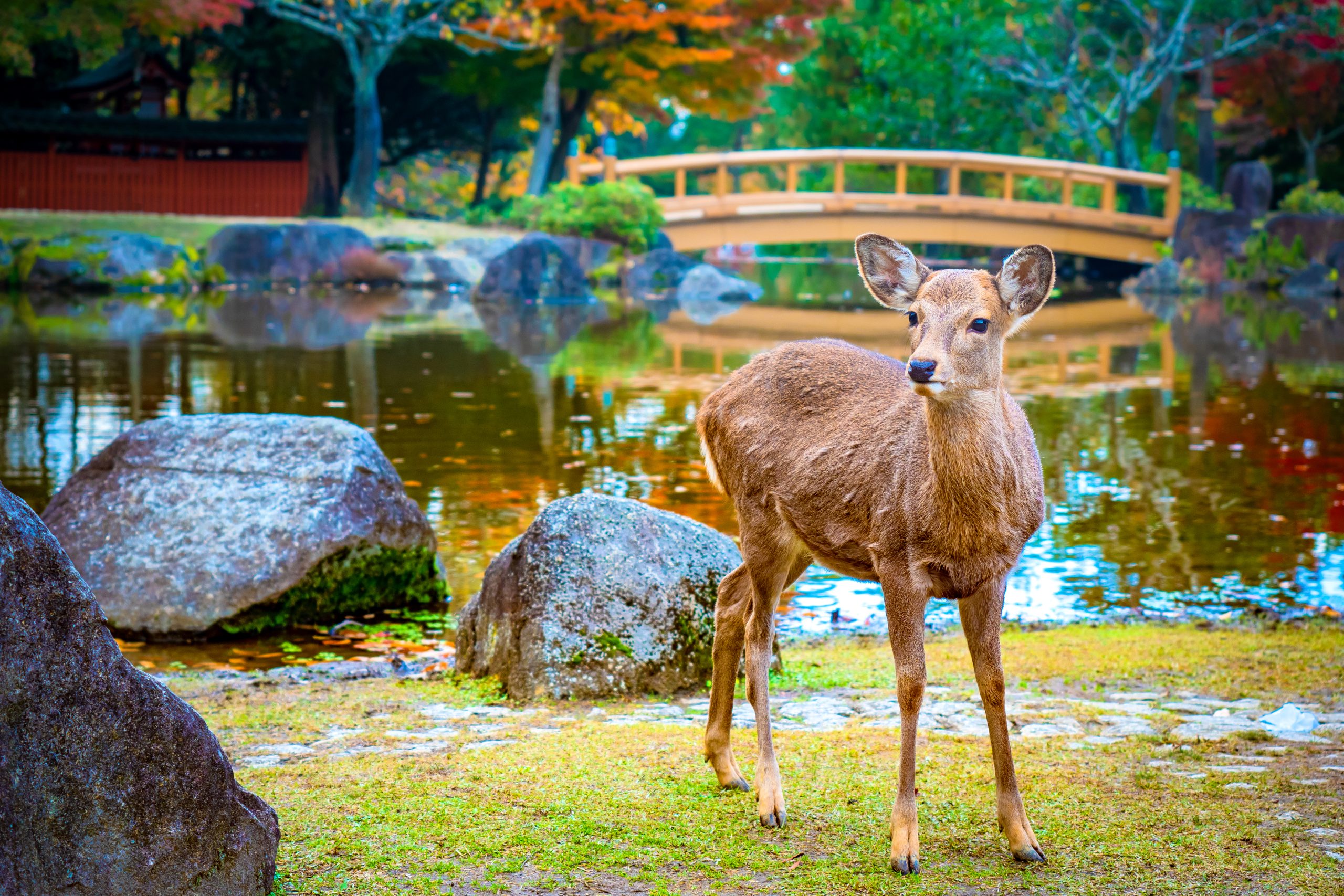 Deers In Nara Tours