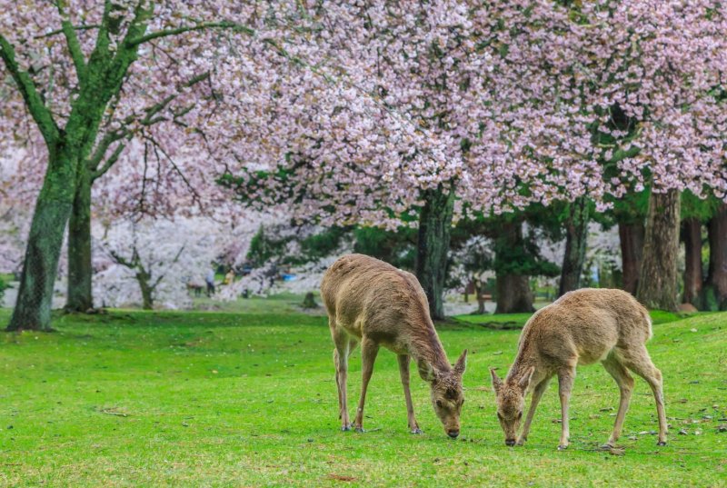 Deer Grazing Grass In Nara Park Sakura Cherry Blossom Trees