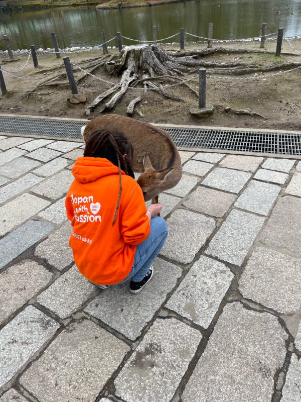 Tourist Japan Tourist Meeting Nara Park Deer - Kyoto & Nara Day Tour From Kyoto