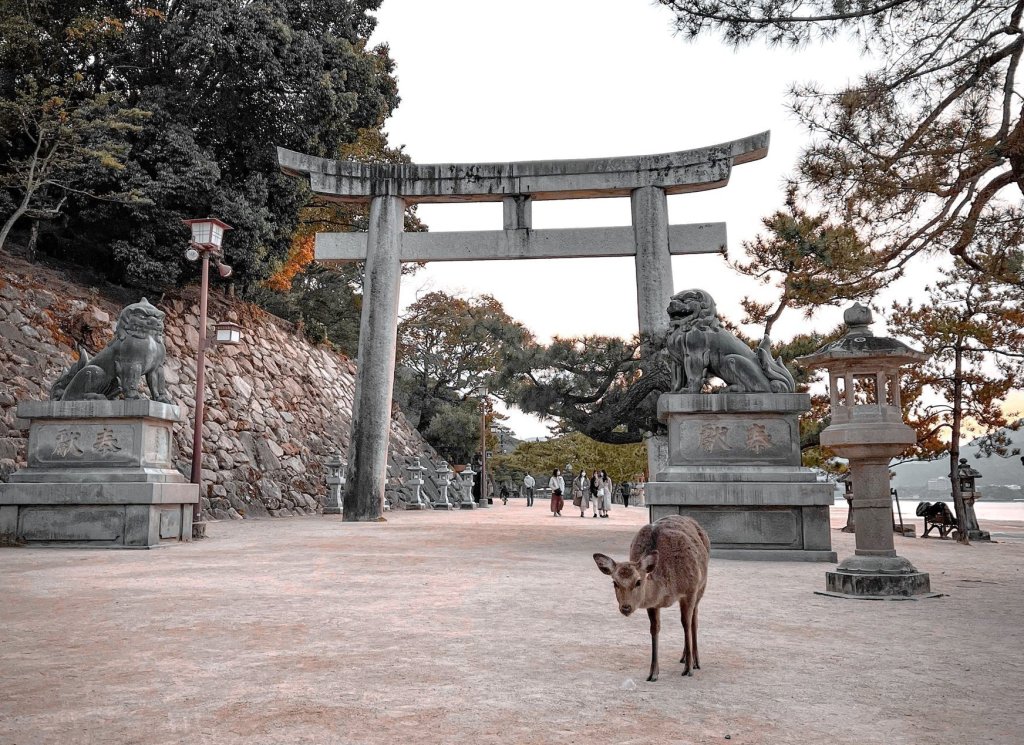 Nara Park Deer
