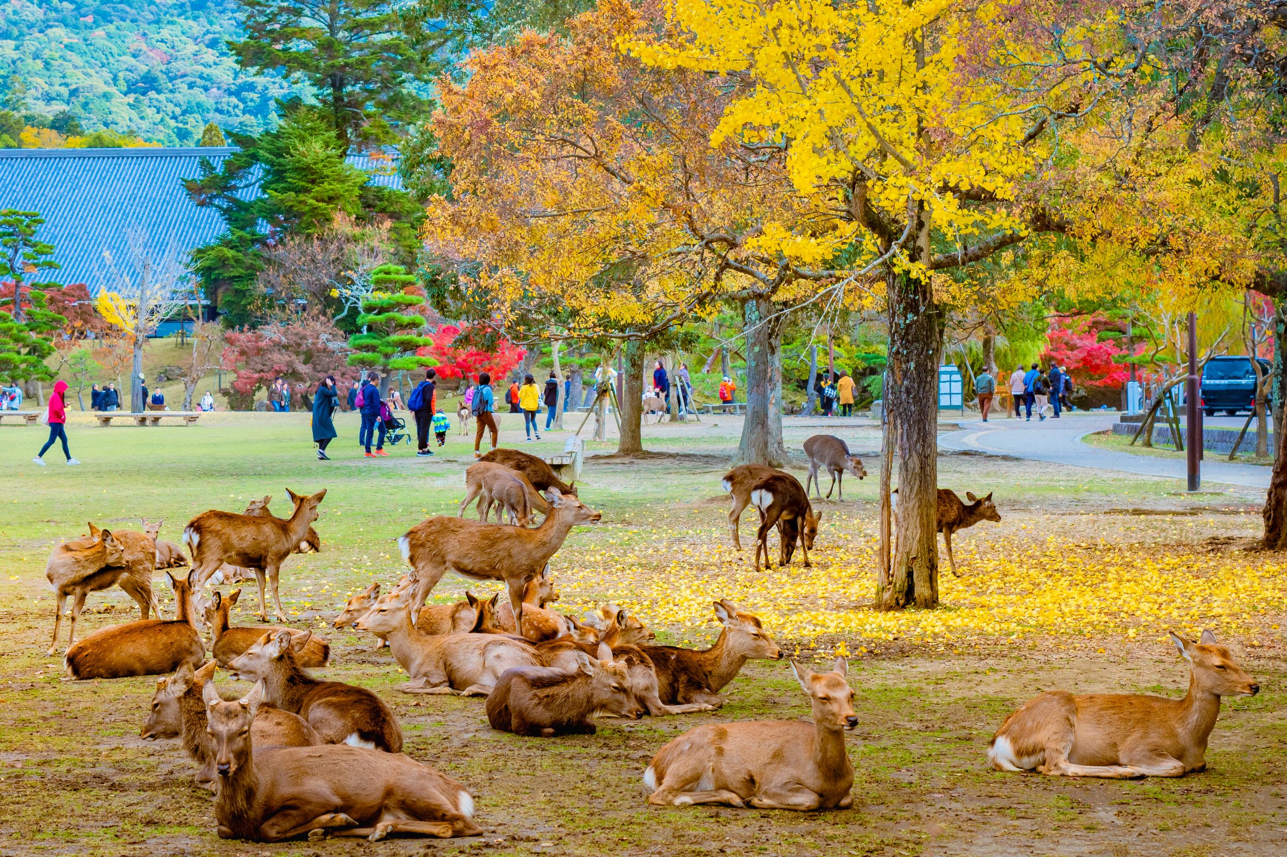 Nara Deer Sitting In Nara Park Around Yellow Trees