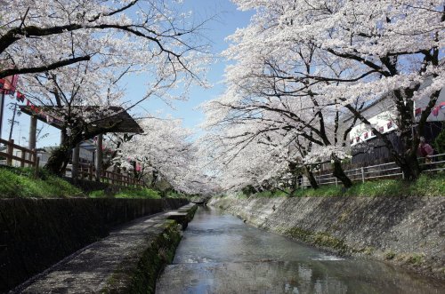 Takayama Gifu Perfecture With Cherry Blossoms