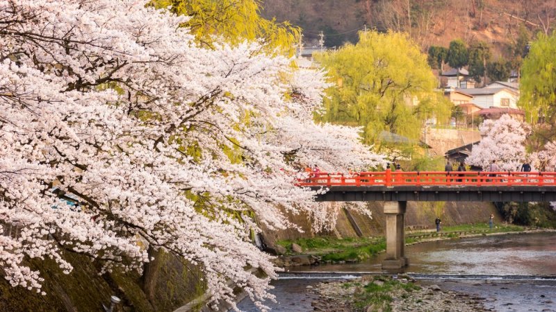 Red Nakabashi Bridge In Takayama With Cherry Blossom Trees